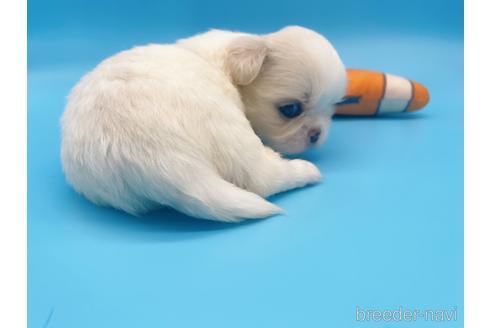 成約済の東京都のミックス犬-149542の5枚目